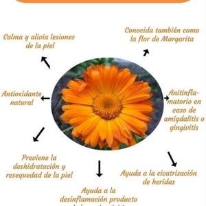 Calendula (Farmasi)